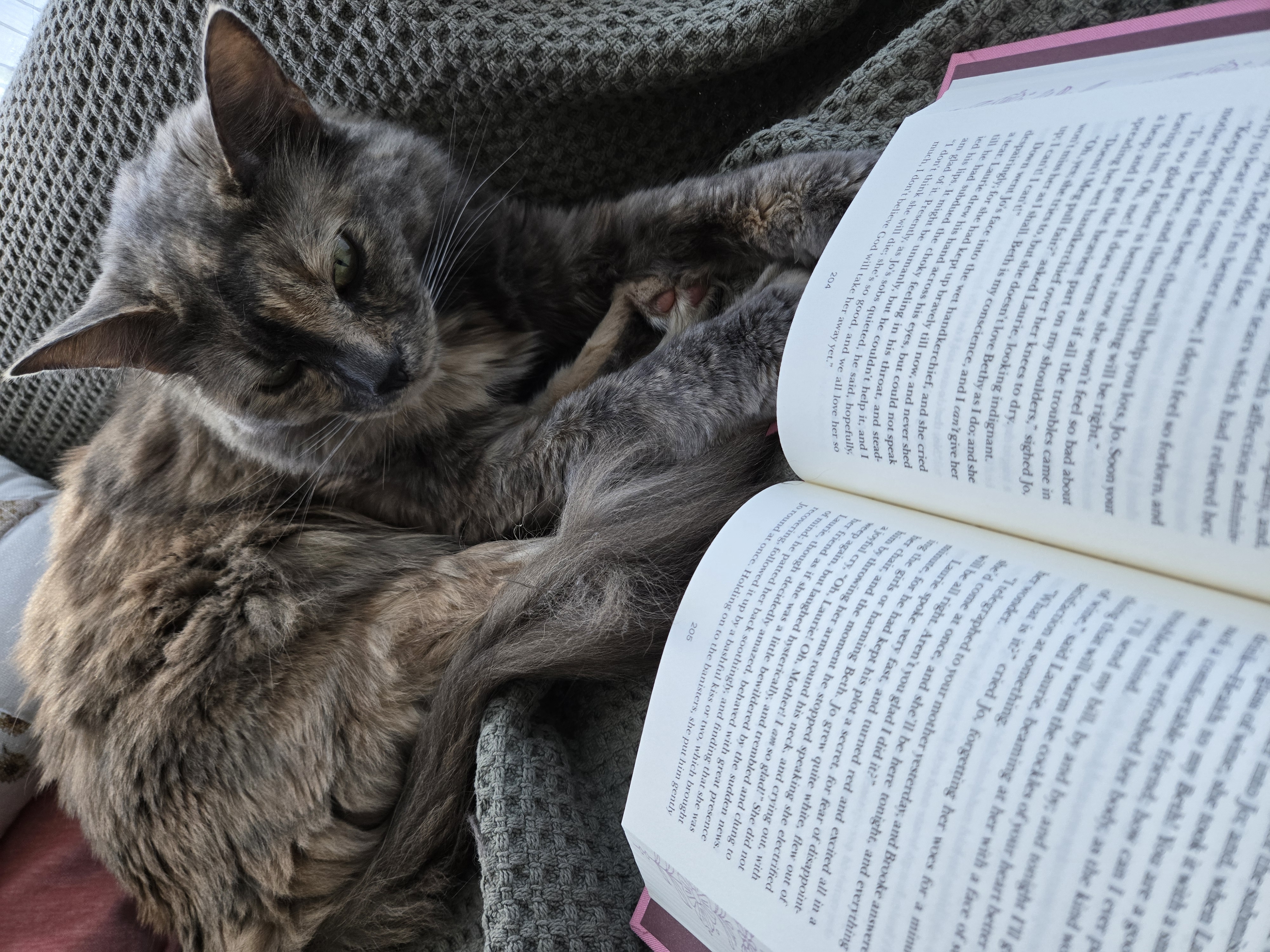 Cat reading a book